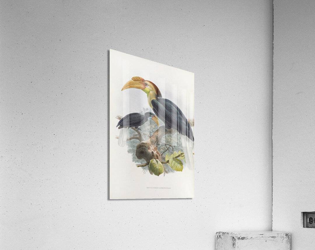 Rhytidoceros subruficollis 1882 Acrylic Print