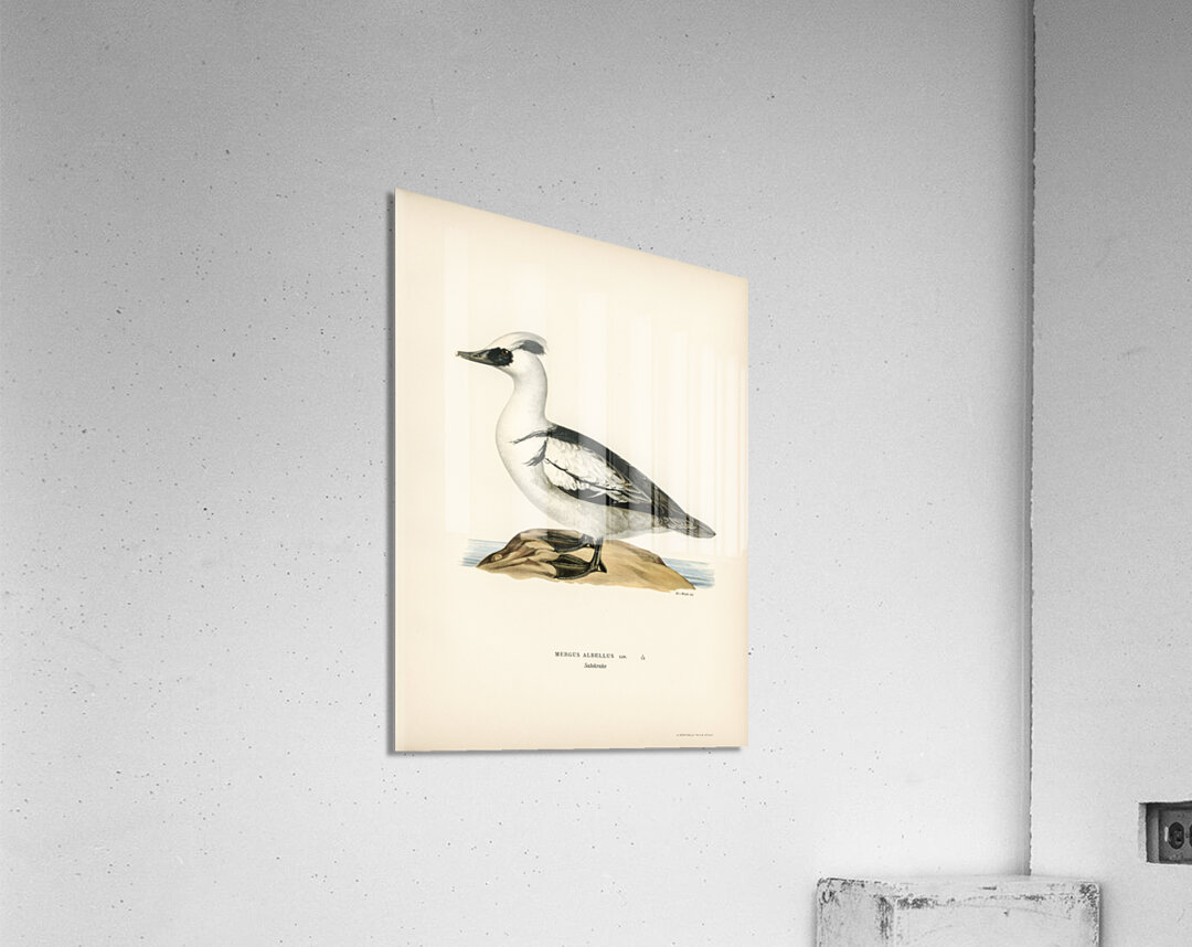 Mergellus albellus Acrylic Print