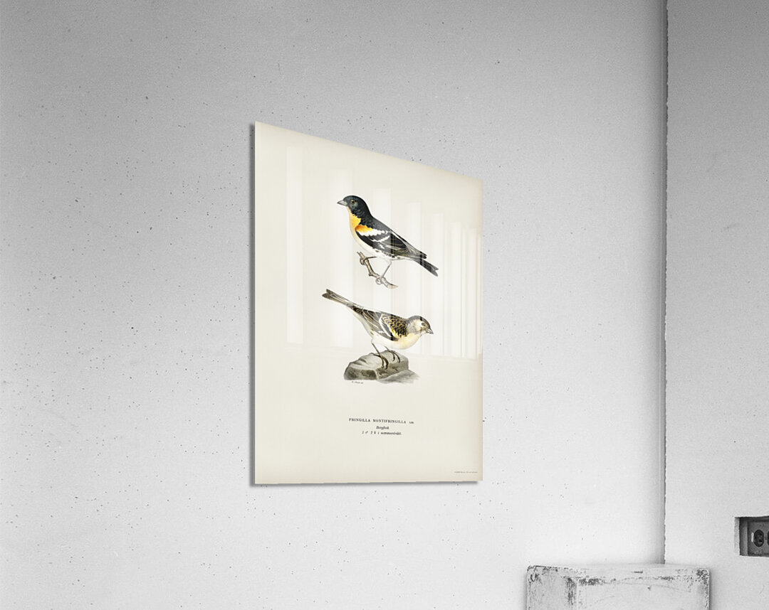 Eurasian skylark Alauda arvensis Acrylic Print