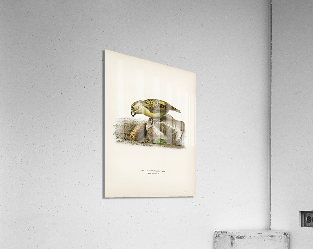 Parrot crossbill Loxia pytyopsittacus Acrylic Print