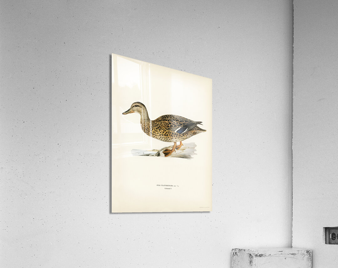 Mallard female Anas platyrhynchos Acrylic Print