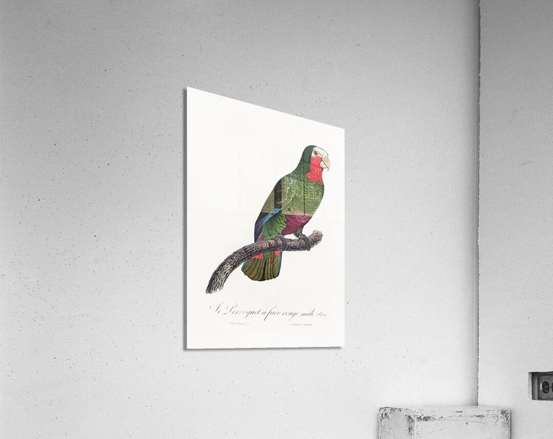 Rose-throated parrot  Acrylic Print