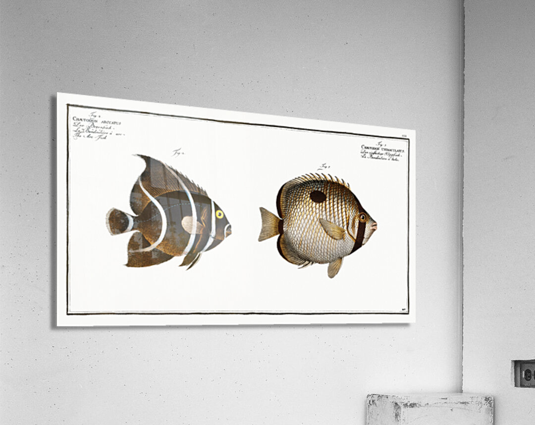 1. Chaetodon unimaculatus 2. Arc-Fish Chaetodon arcuatus Acrylic Print