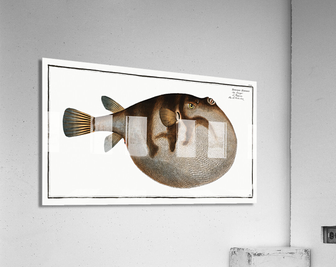 Sea Weather-Cock Tetrodon Hispidus Acrylic Print