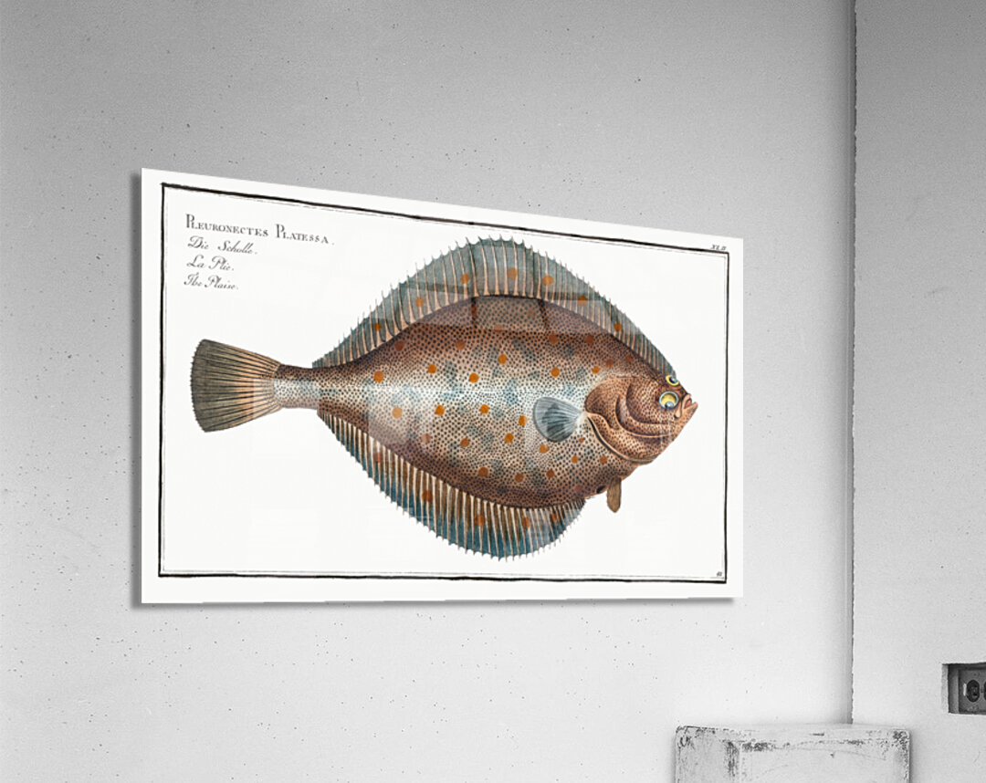 Plaise Pleuronectes Platessa Acrylic Print