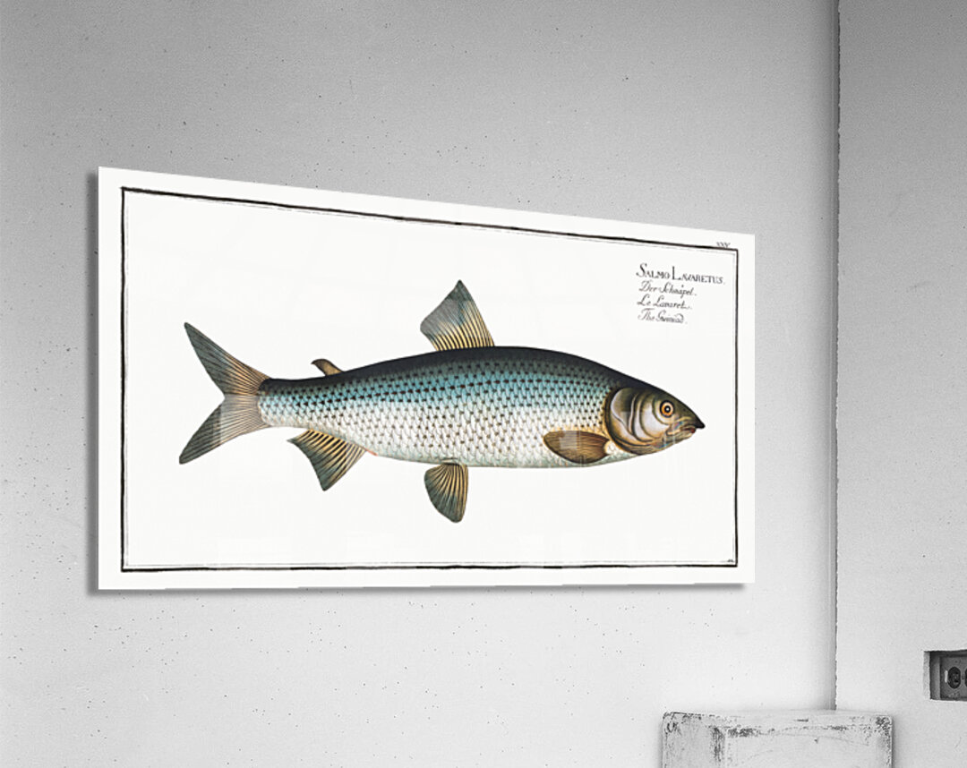 Gwiniad Salmo Lavaretus Acrylic Print