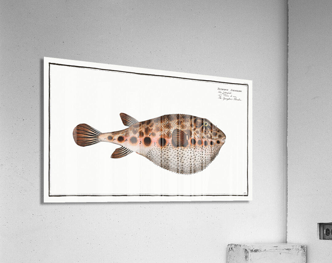Spenglers Tetrodon Tetrodon Spengleri Acrylic Print