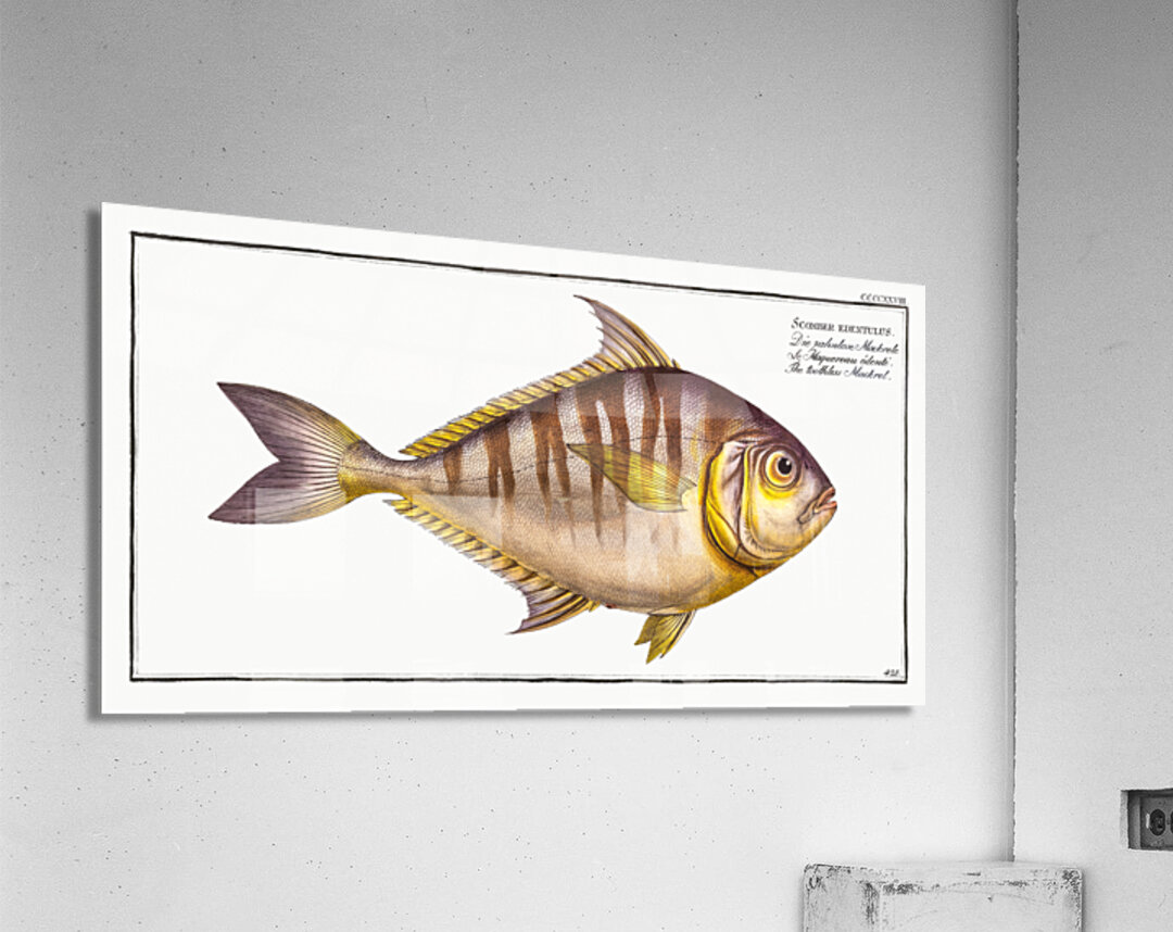 Toothless Mackrel Scomber edentulus Acrylic Print