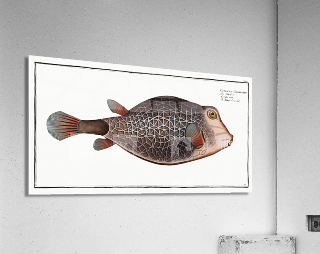 Knitted Trunk-Fish Ostracion Concatenatus Acrylic Print
