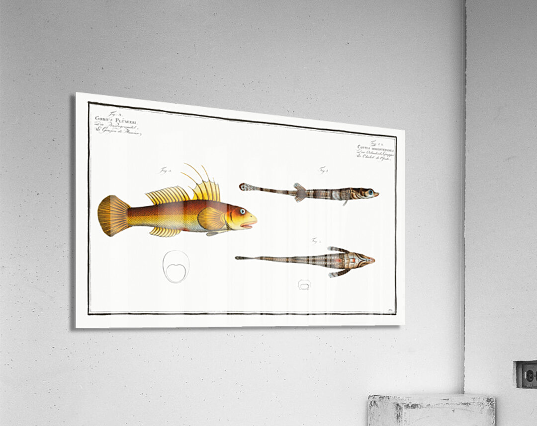 1. 2. Cottus monopterigius 3. Gobius Plümieri Acrylic Print