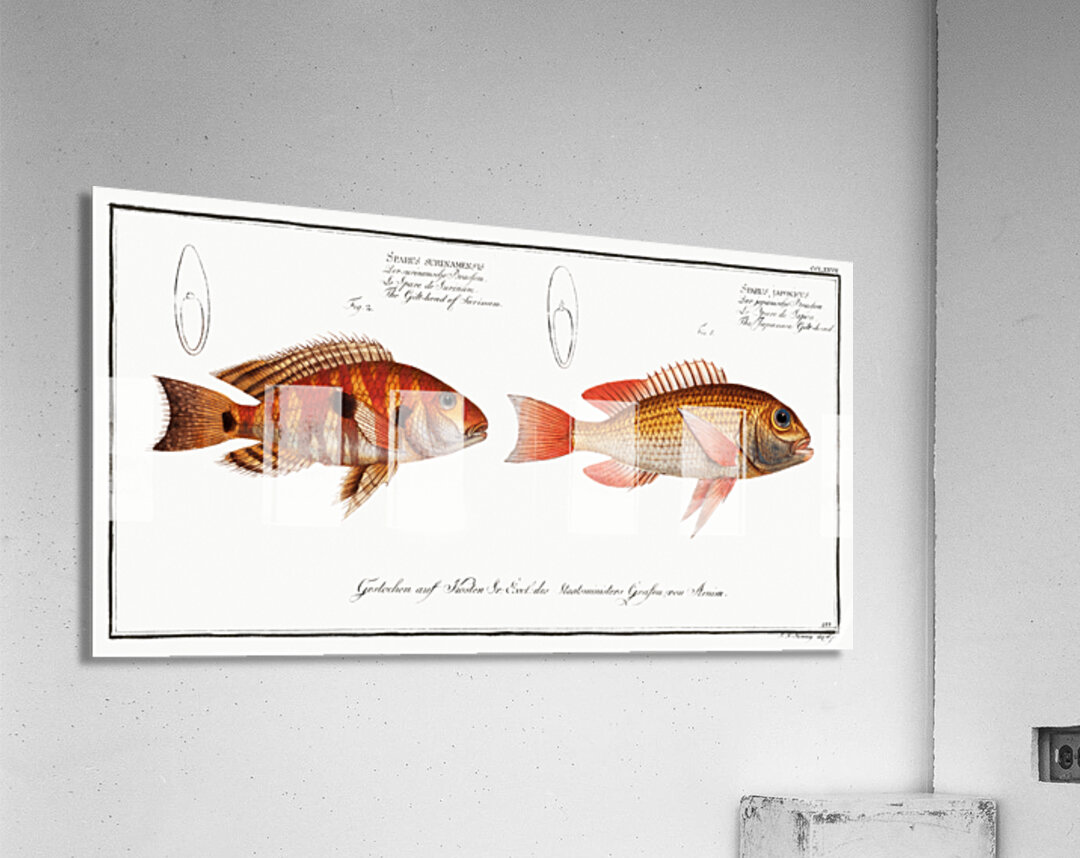 1. Japanese Gilt-head Sparus Japonicus 2. Gilt-head of Surinam Sparus Surinamensis Acrylic Print