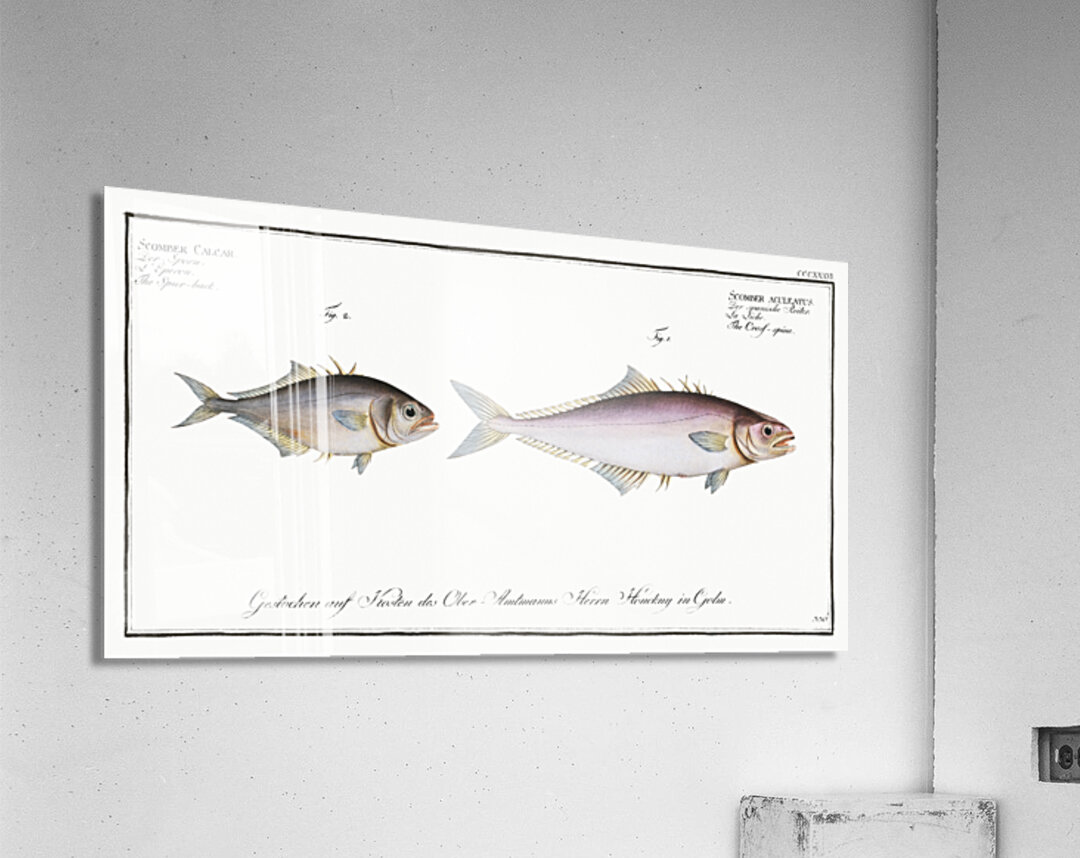 1. Cross-spine Scomber aculeatus 2. Spur-back Scomber Calcar Acrylic Print