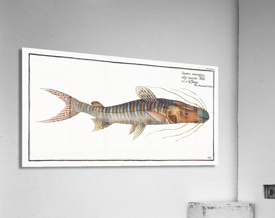 Streaked Silure Silurus fasciatus Acrylic Print