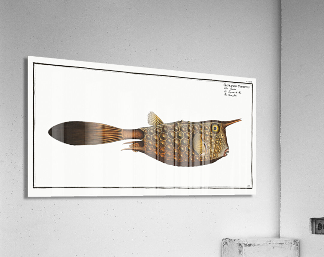 Horn-fish Ostracion Cornutus Acrylic Print