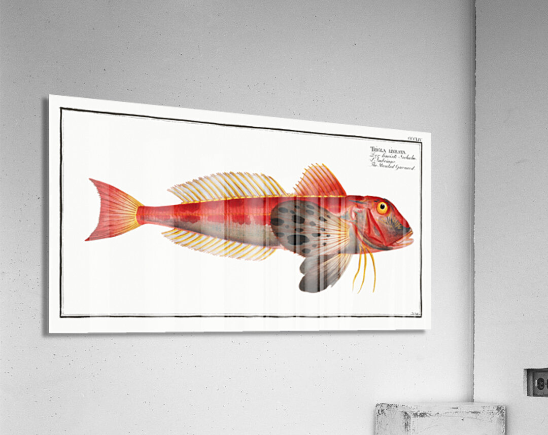 Streaked Gurnard Trigla lineata Acrylic Print