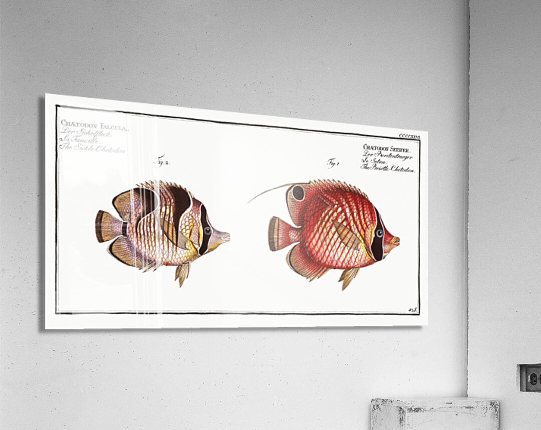 1. Bristle-Chetodon Chaetodon Setifer 2. Sickle-Chetodon Chaetodon Falcula Acrylic Print