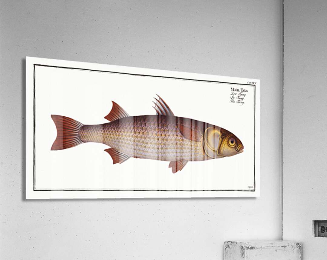 Tang Mugil Tang Acrylic Print