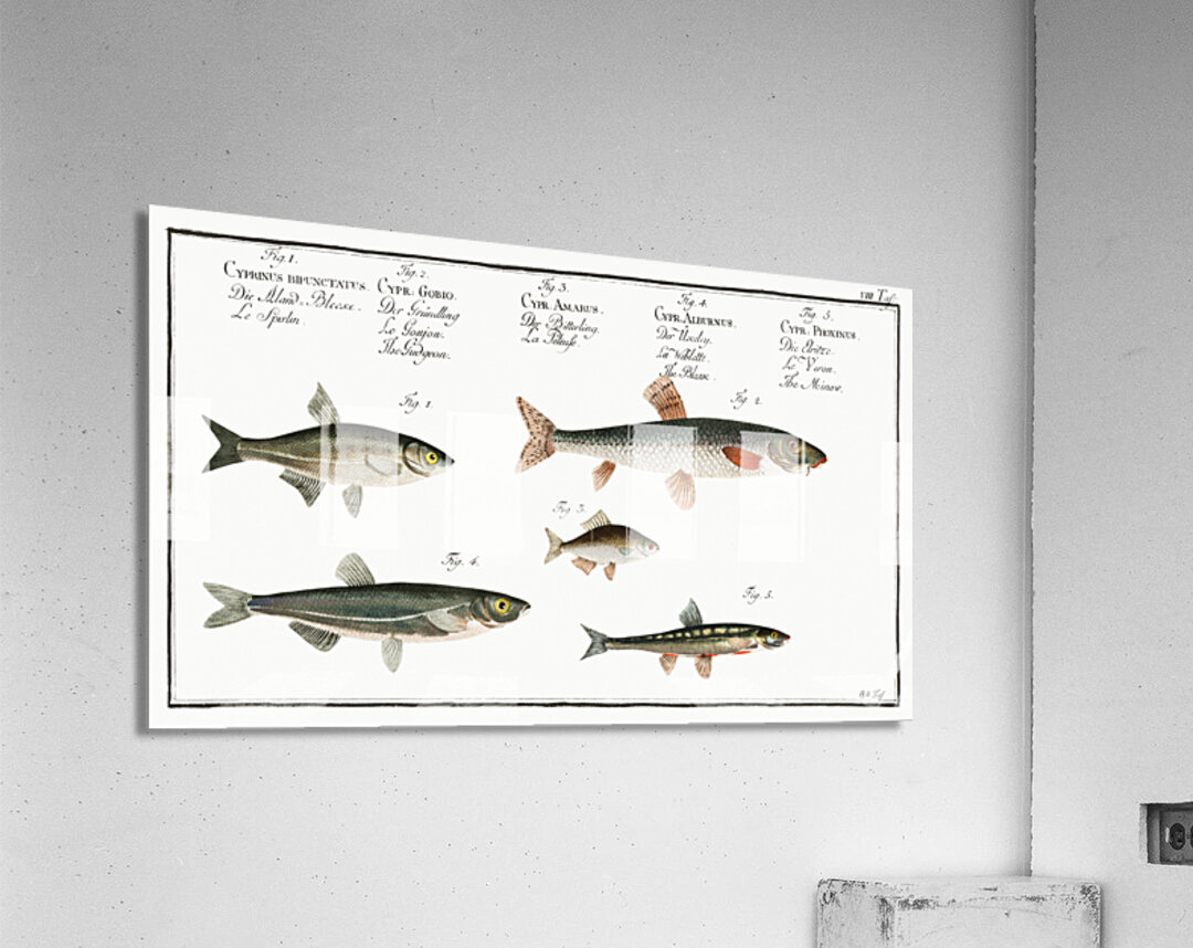 1. Sperlin Cyprinus bipunctatus 2. Bitter-Carp Cyprinus Gobio 3. Bitter-Carp Cyprinus Amarus 4. Bleak Cyprinus Alburnus 5. Minow Cyprinus Phoxinus Acrylic Print