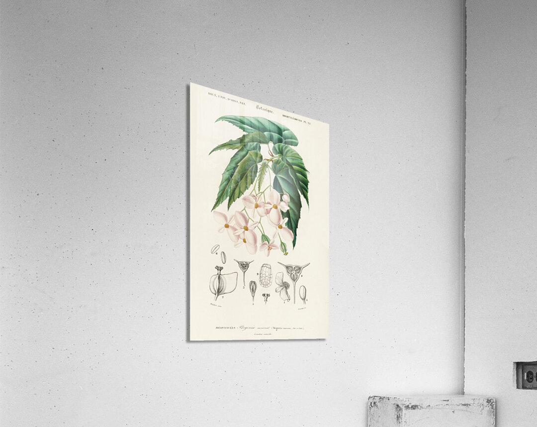 Begonia Begonia incarnata Acrylic Print