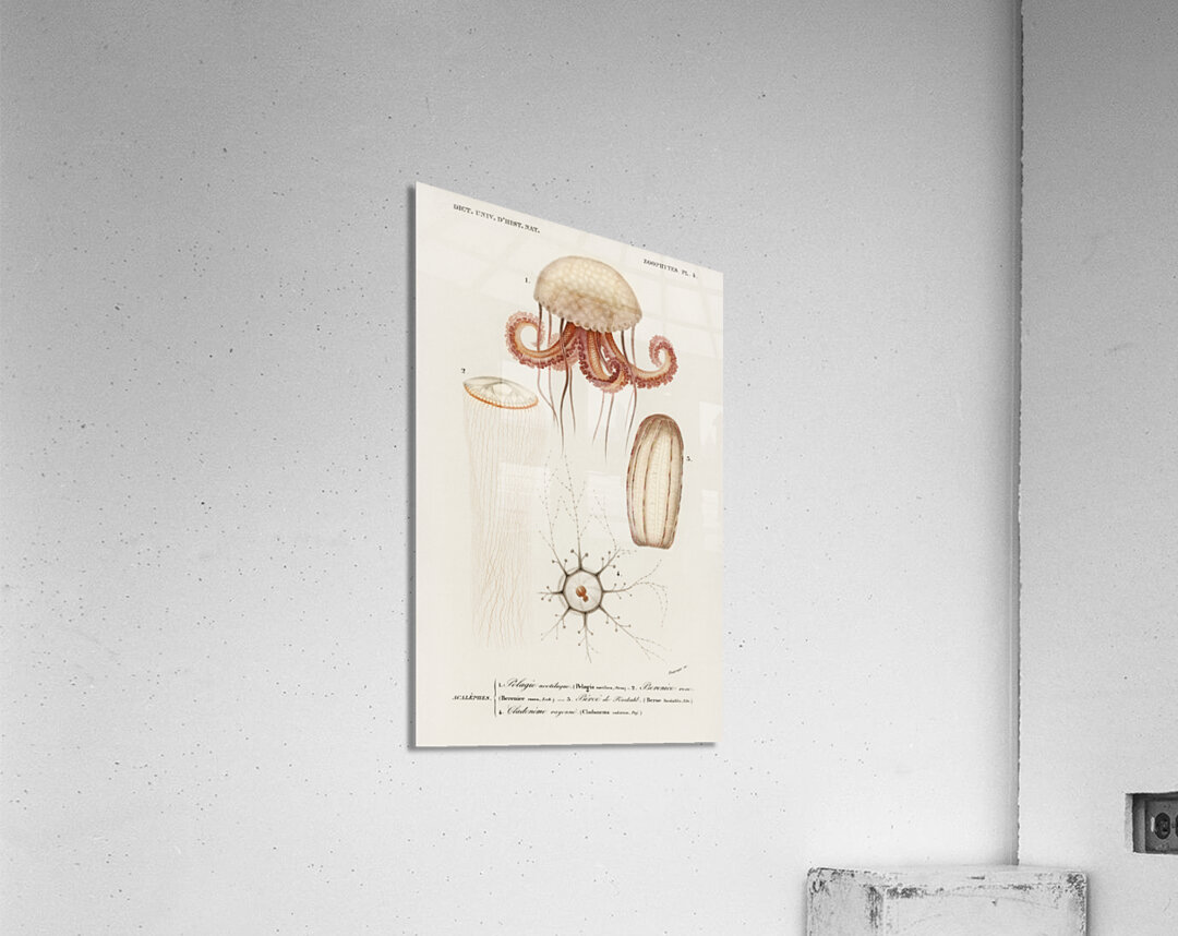 Different types of marine life Acrylic Print