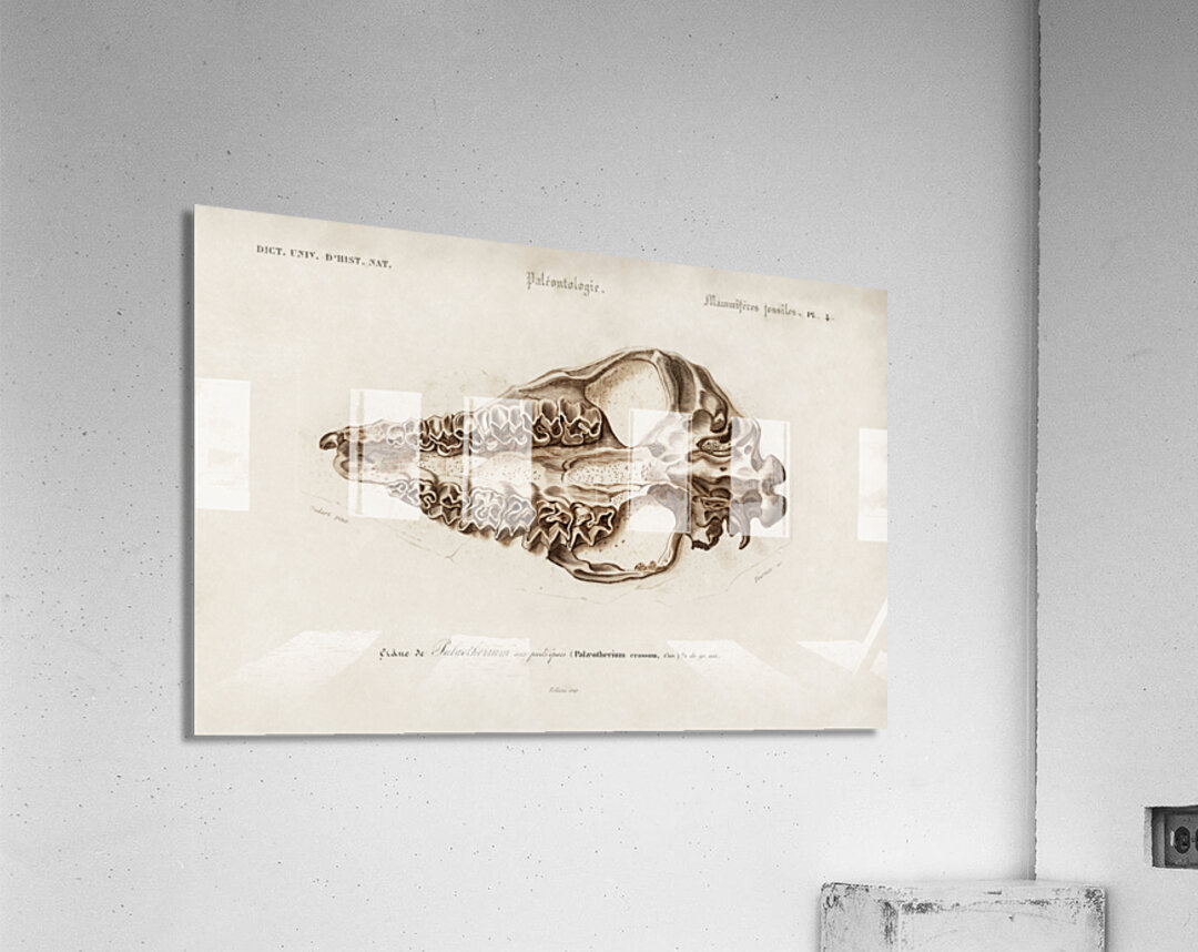 Odd-toed unlate Palaeotherium Acrylic Print