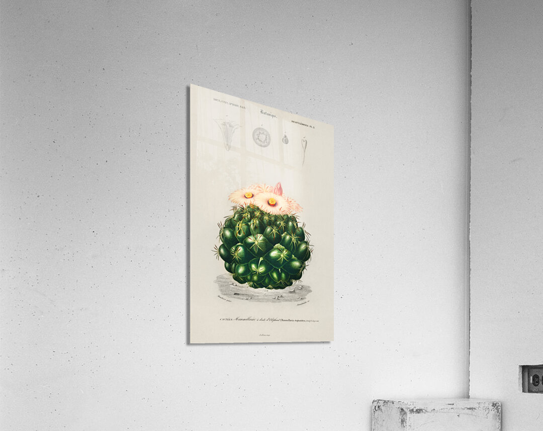 Starry Ball Mammillaria elephantidens Impression acrylique