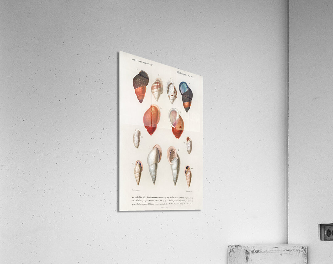 Different types of mollusks Acrylic Print