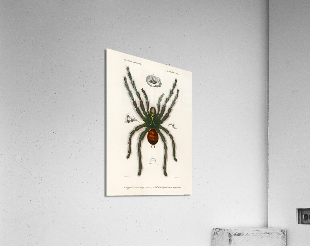 Sea Island cotton gossypium vitifolium Acrylic Print