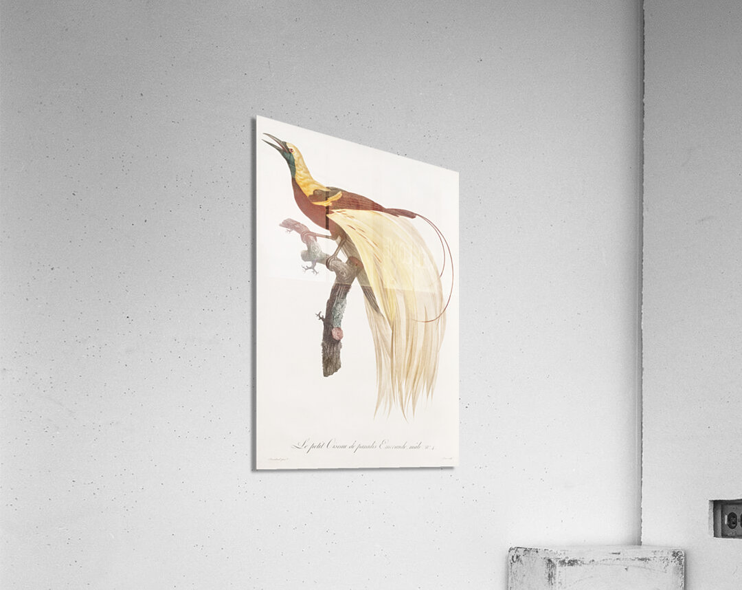 Young emperor bird-of-paradise male  Acrylic Print