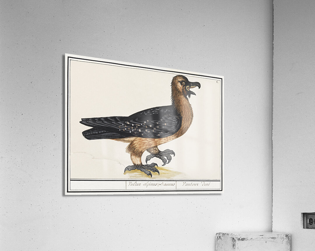 Lammergeier in vintage style Acrylic Print