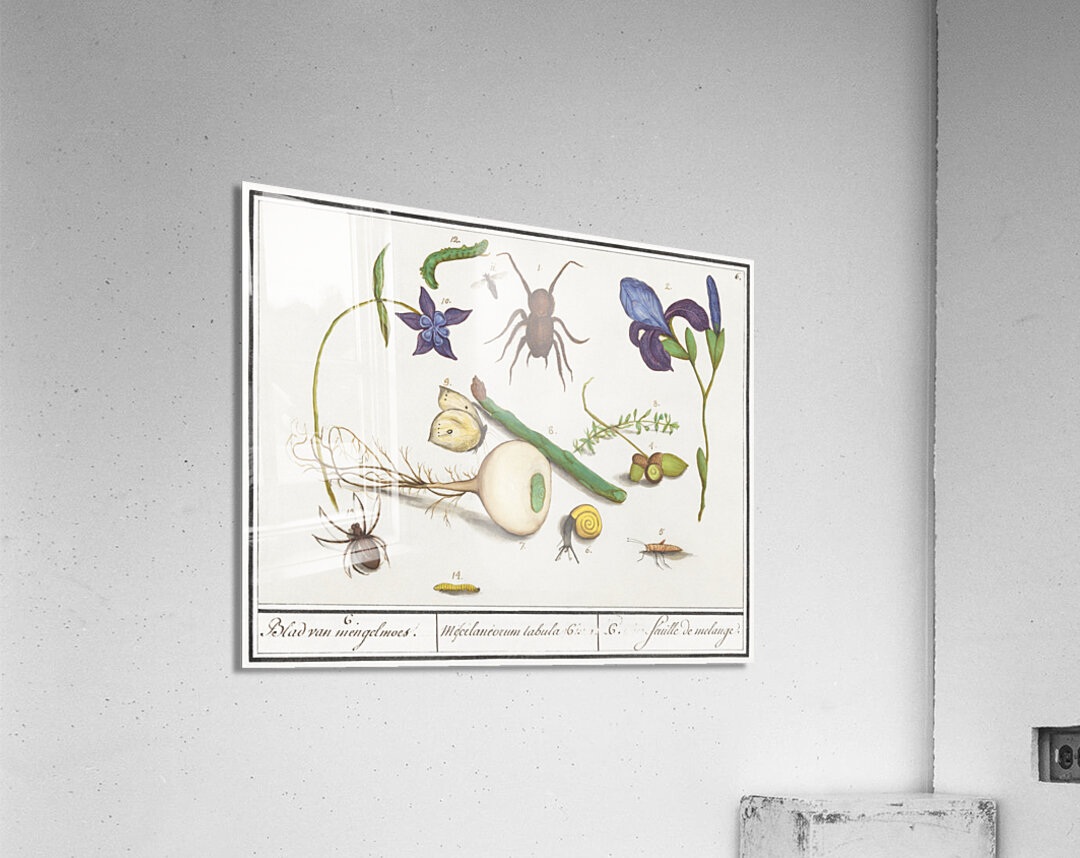 Nature ensemble in vintage style Acrylic Print