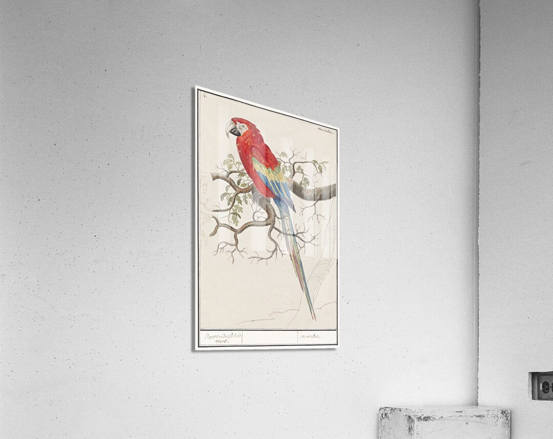 Scarlet macaw in vintage style Impression acrylique