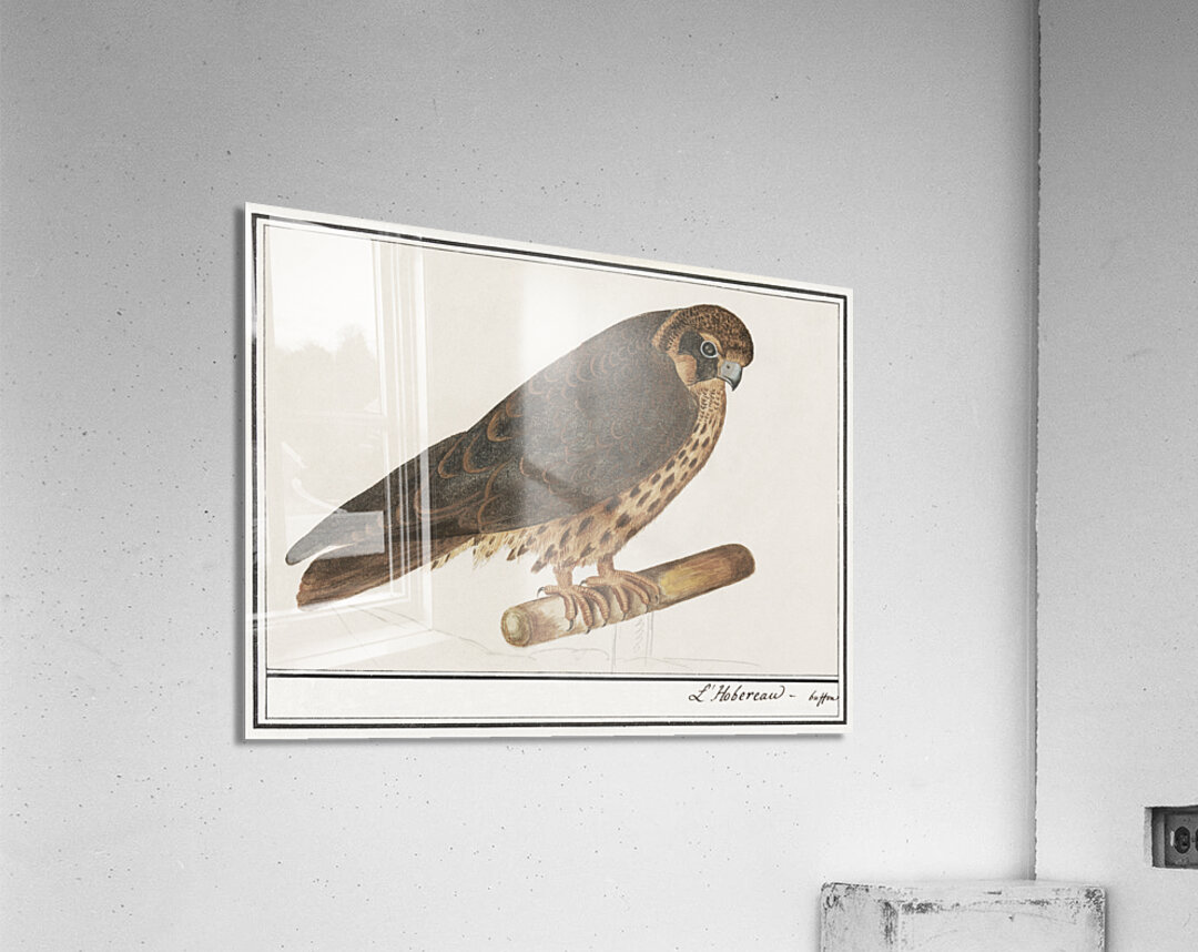 Tritons trumpet in vintage style Acrylic Print