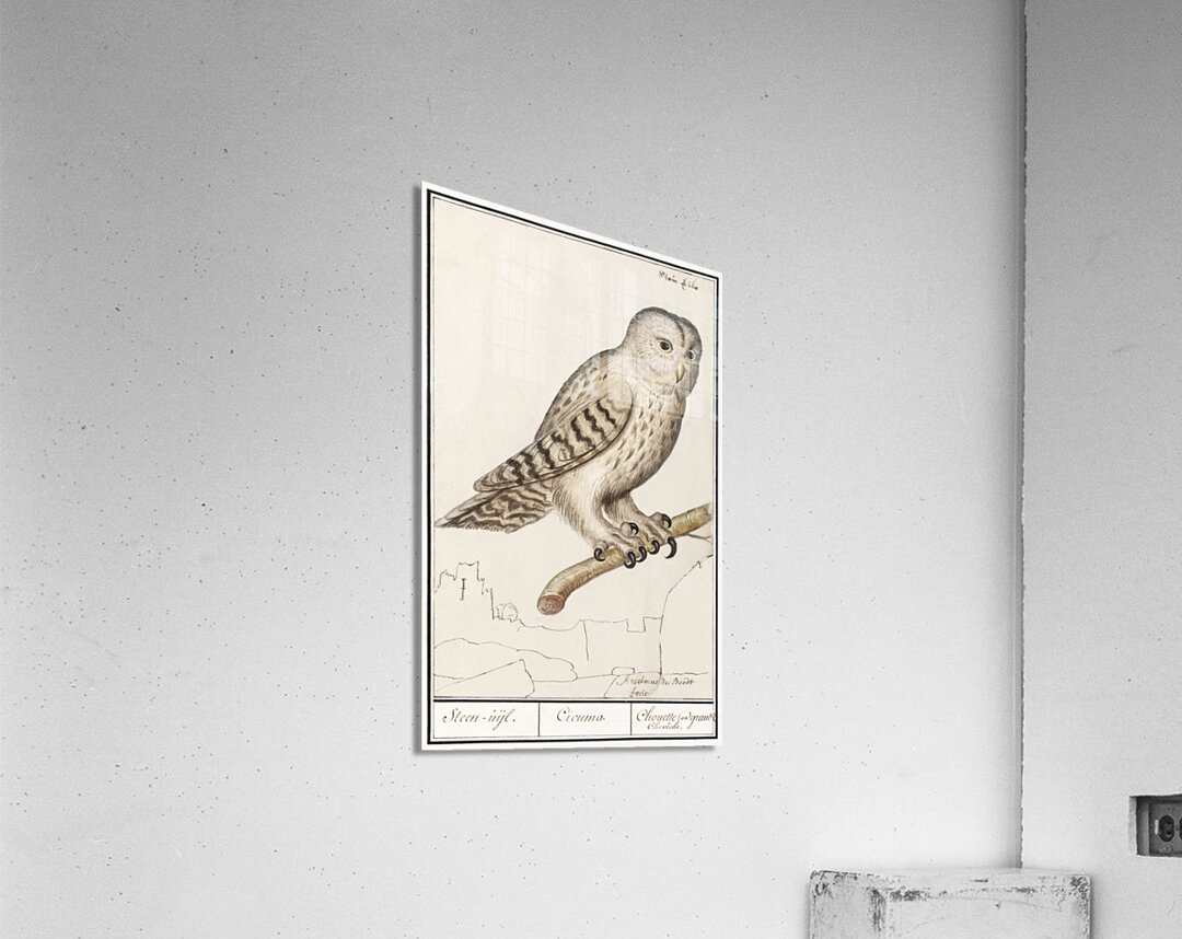 European green woodpecker in vintage style Acrylic Print