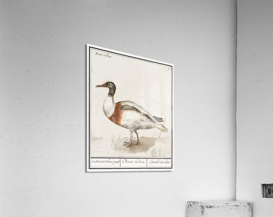 Indian runner duck in vintage style Acrylic Print