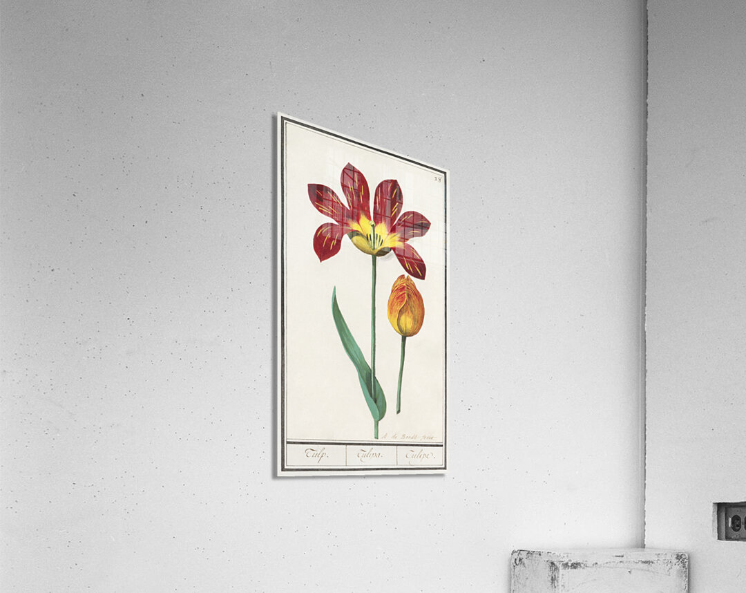 Tulip in vintage style Acrylic Print