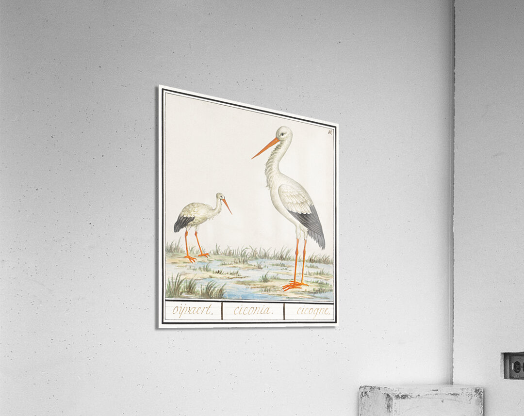 Stork in vintage style Acrylic Print