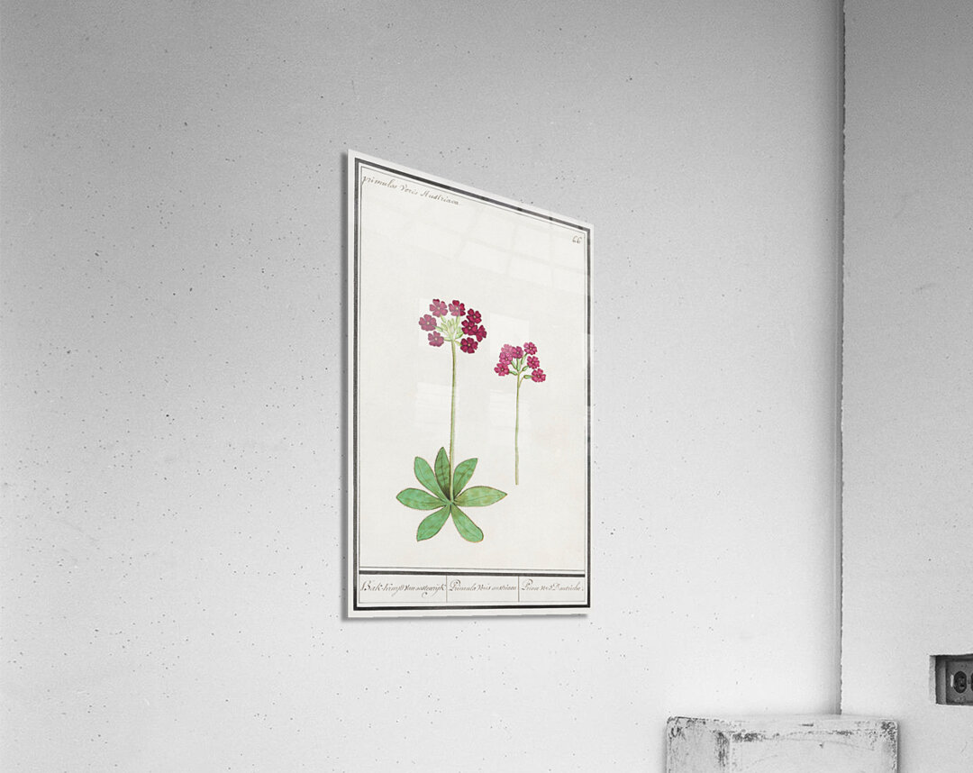 Primrose in vintage style Acrylic Print