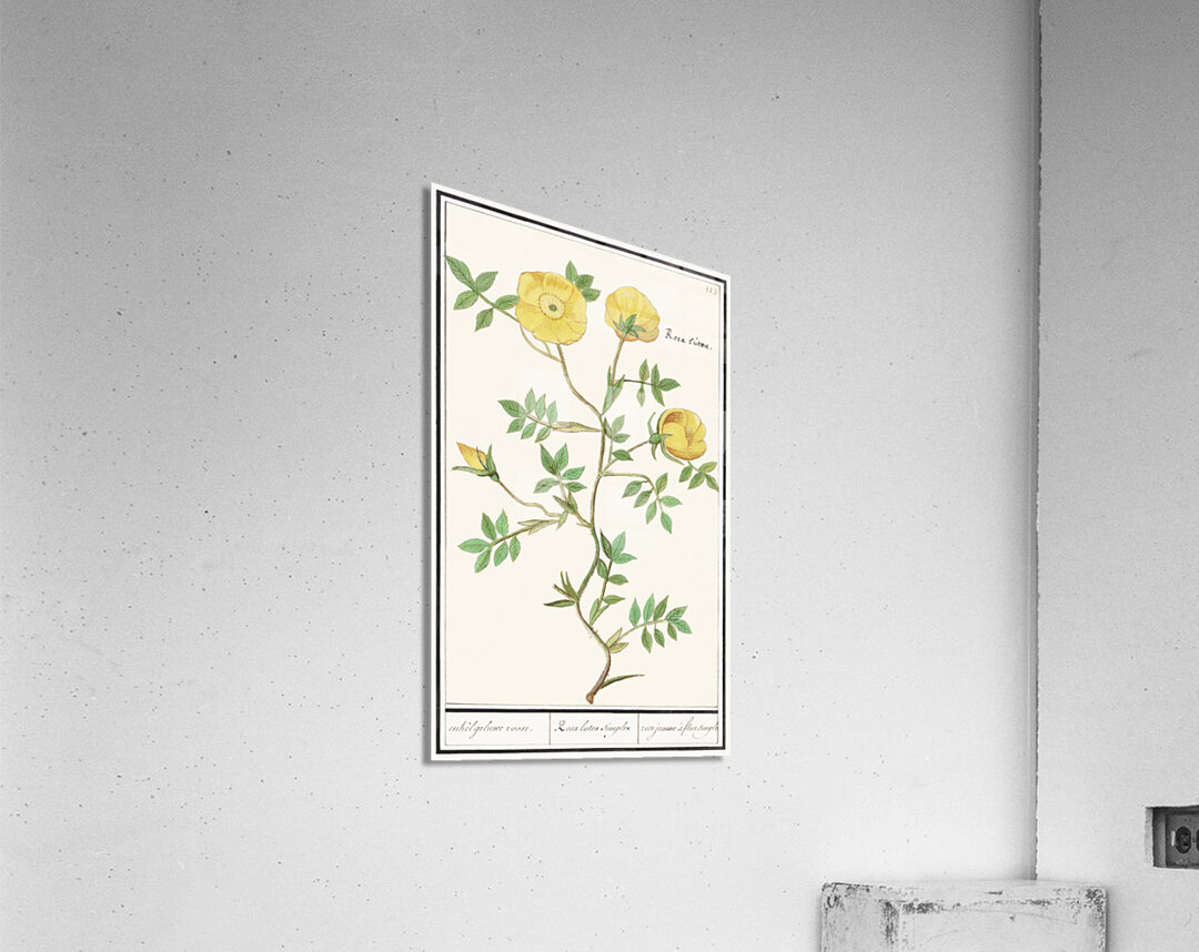 Yellow rose in vintage style Acrylic Print