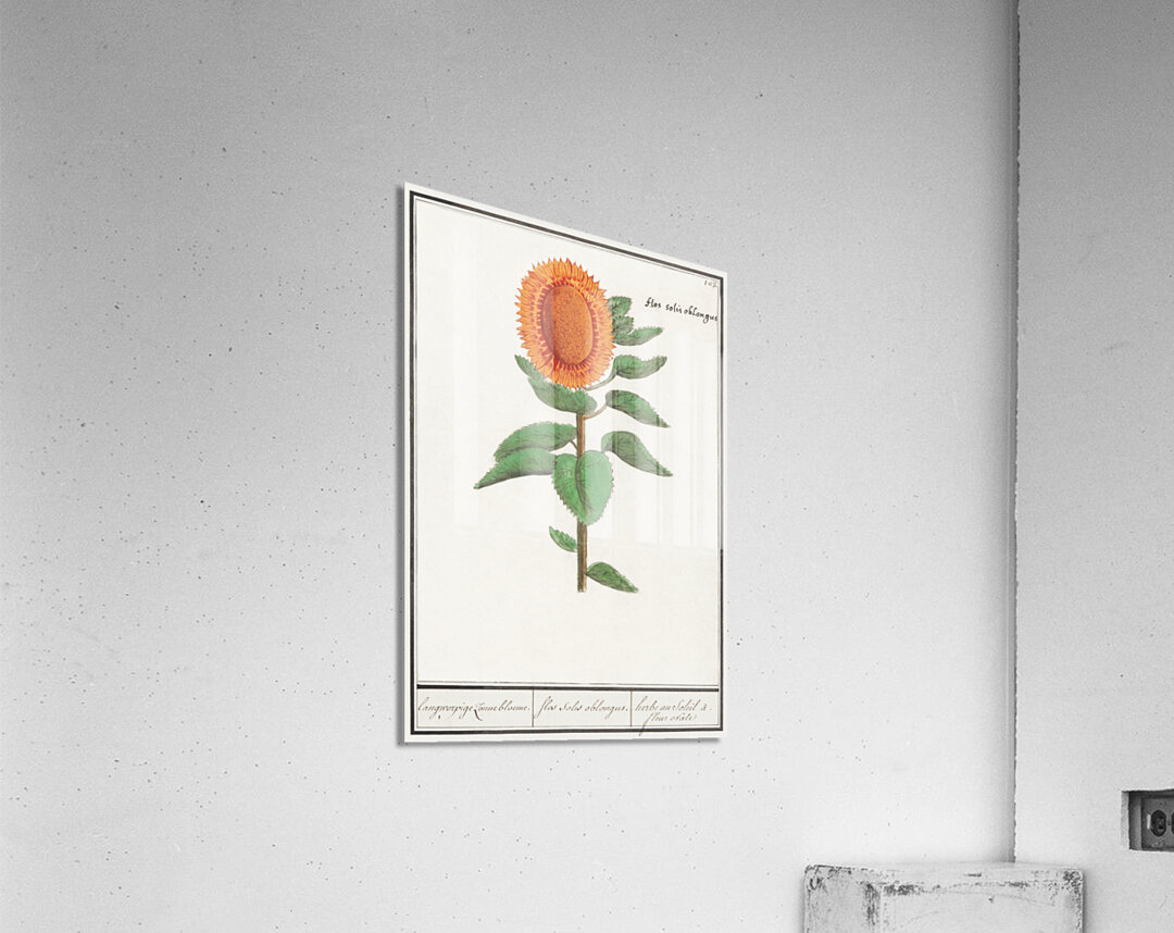 Sunflower in vintage style Acrylic Print