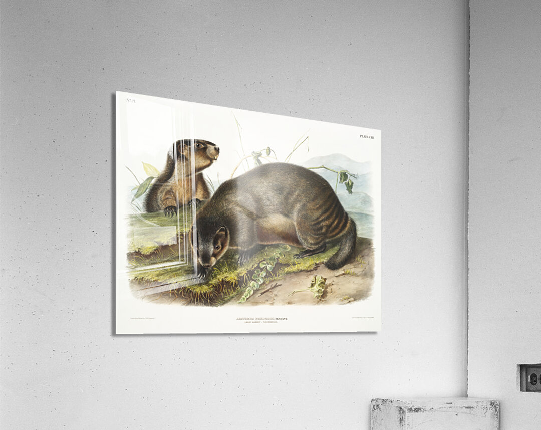 Hoary Marmot Arctomys pruinosus  Acrylic Print
