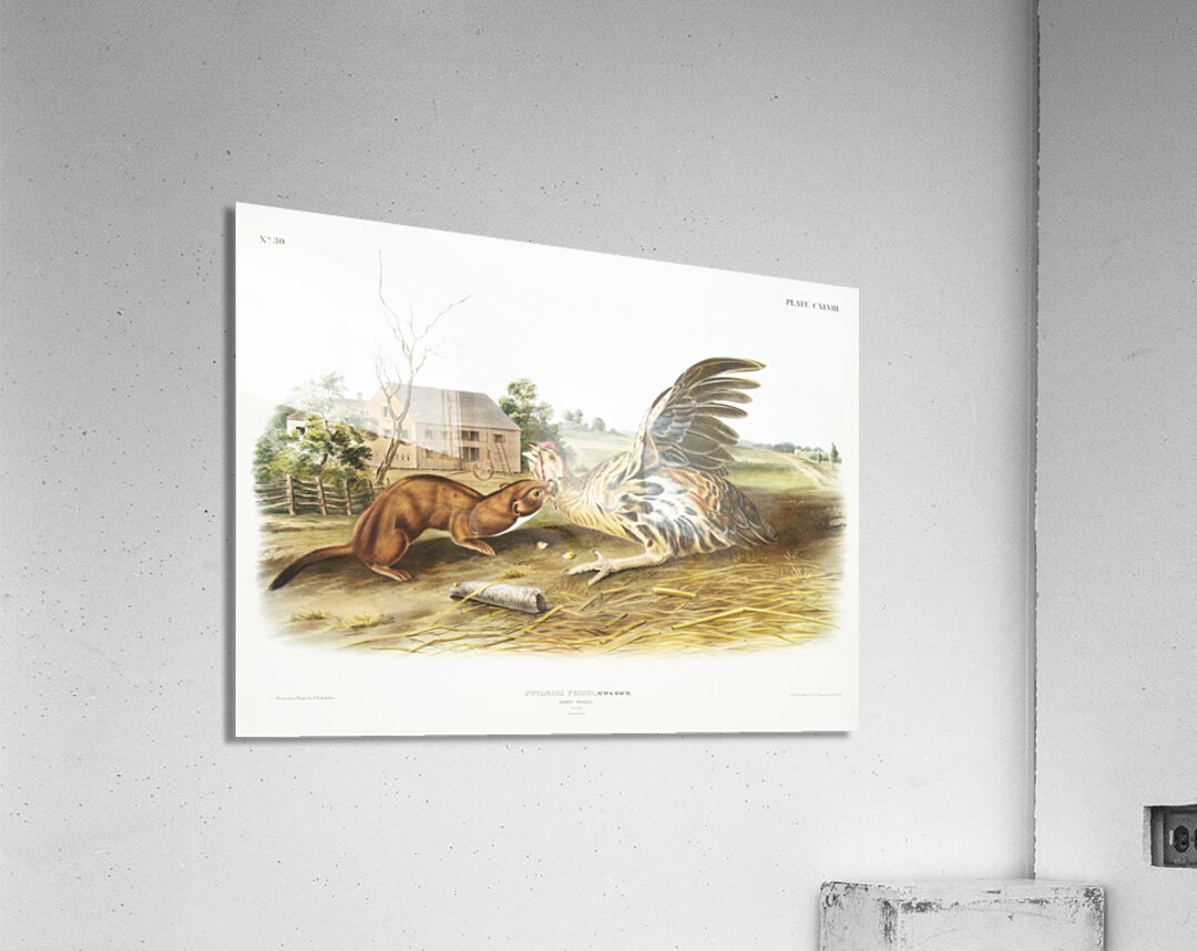 Tawny Weasel Putorius fuscus  Acrylic Print