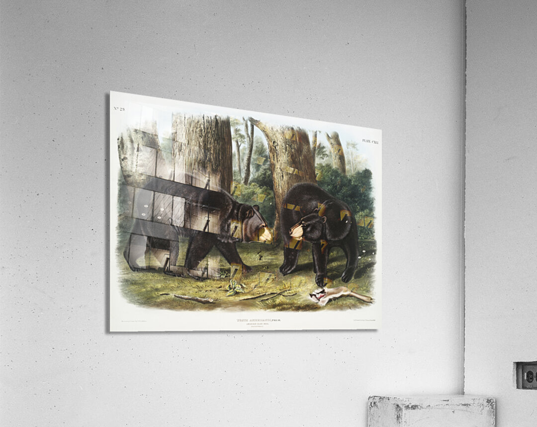 Rocky Mountain Hare Lepus Townsendii  Acrylic Print