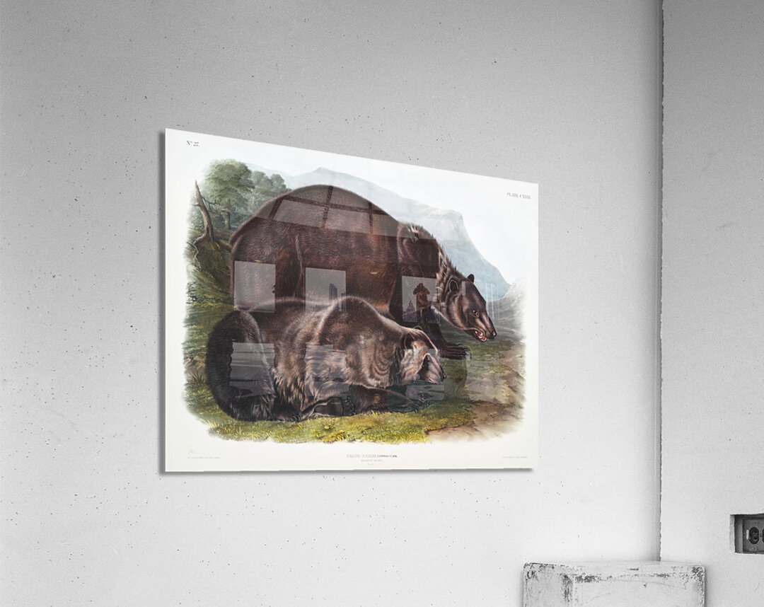 Pouched Jerboa Mouse Dipodomys Phillipsii  Acrylic Print