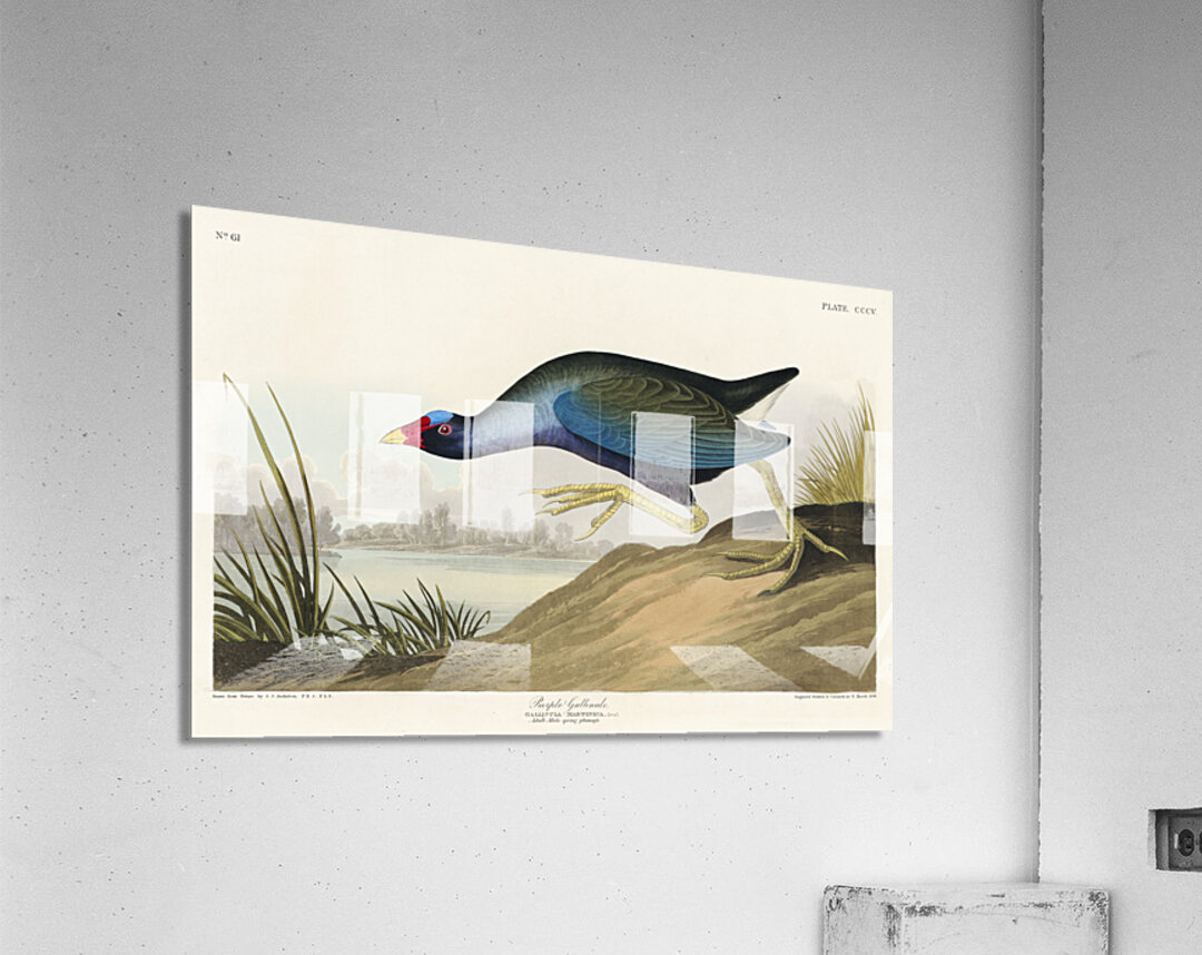 Black Vulture or Carrion Crow Acrylic Print