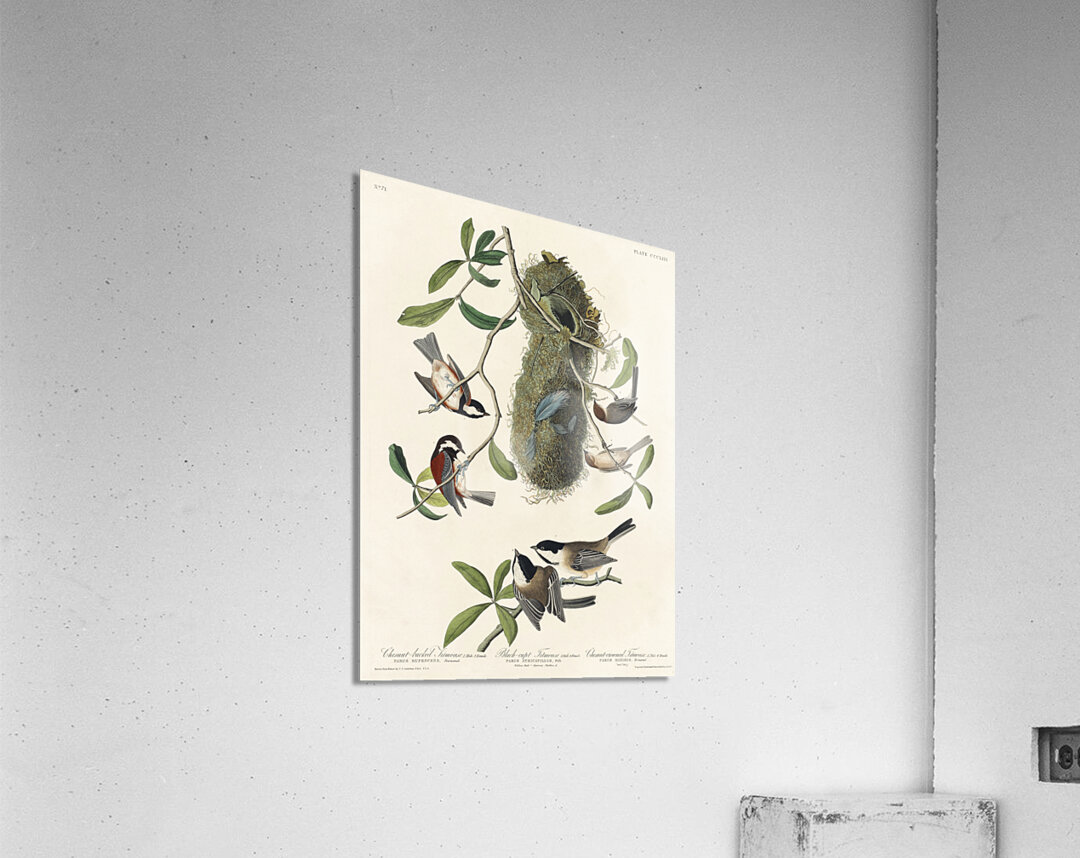 Chesnut-backed Titmouse Black-capt Titmouse and Chesnut-crowned Titmouse Acrylic Print