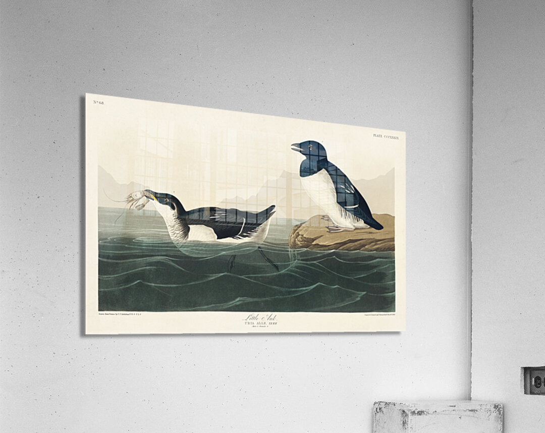 Little Auk Acrylic Print