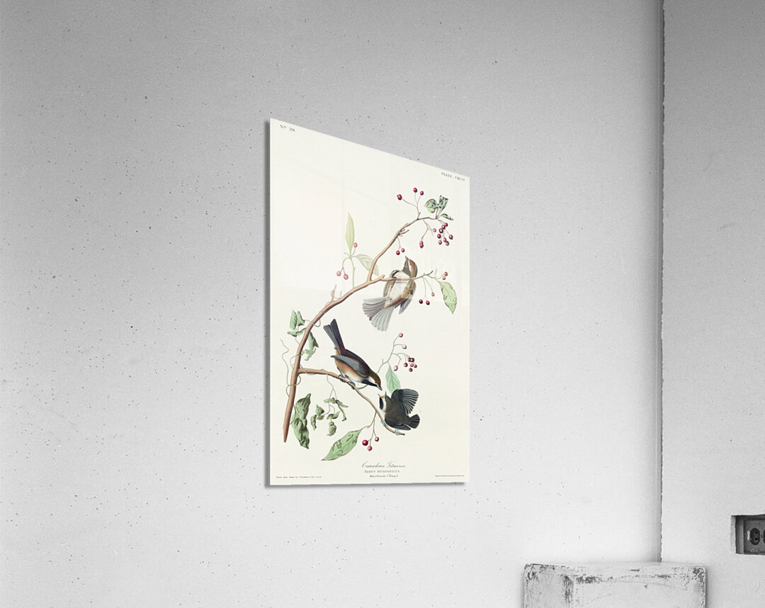 Canadian Titmouse Acrylic Print