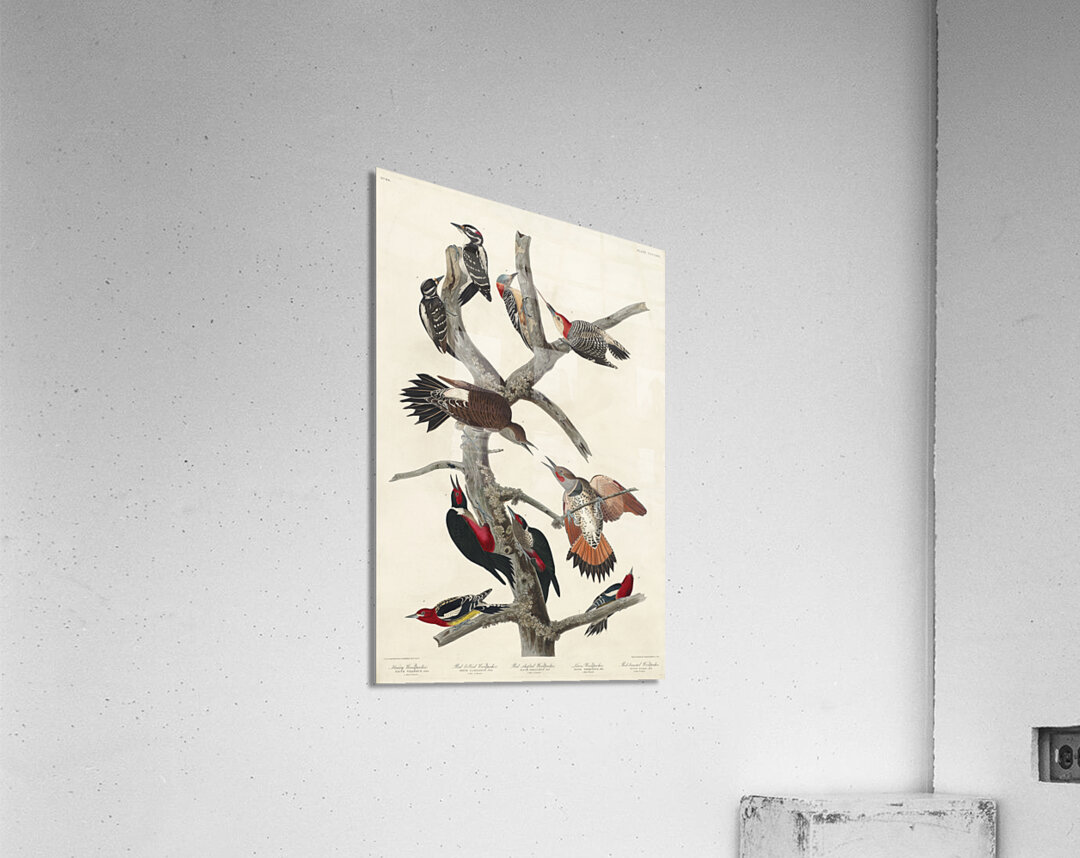 Hairy Woodpecker Red-bellied Woodpecker Red-shafted Woodpecker Lewis Woodpecker and Red-breasted Woodpecker Acrylic Print