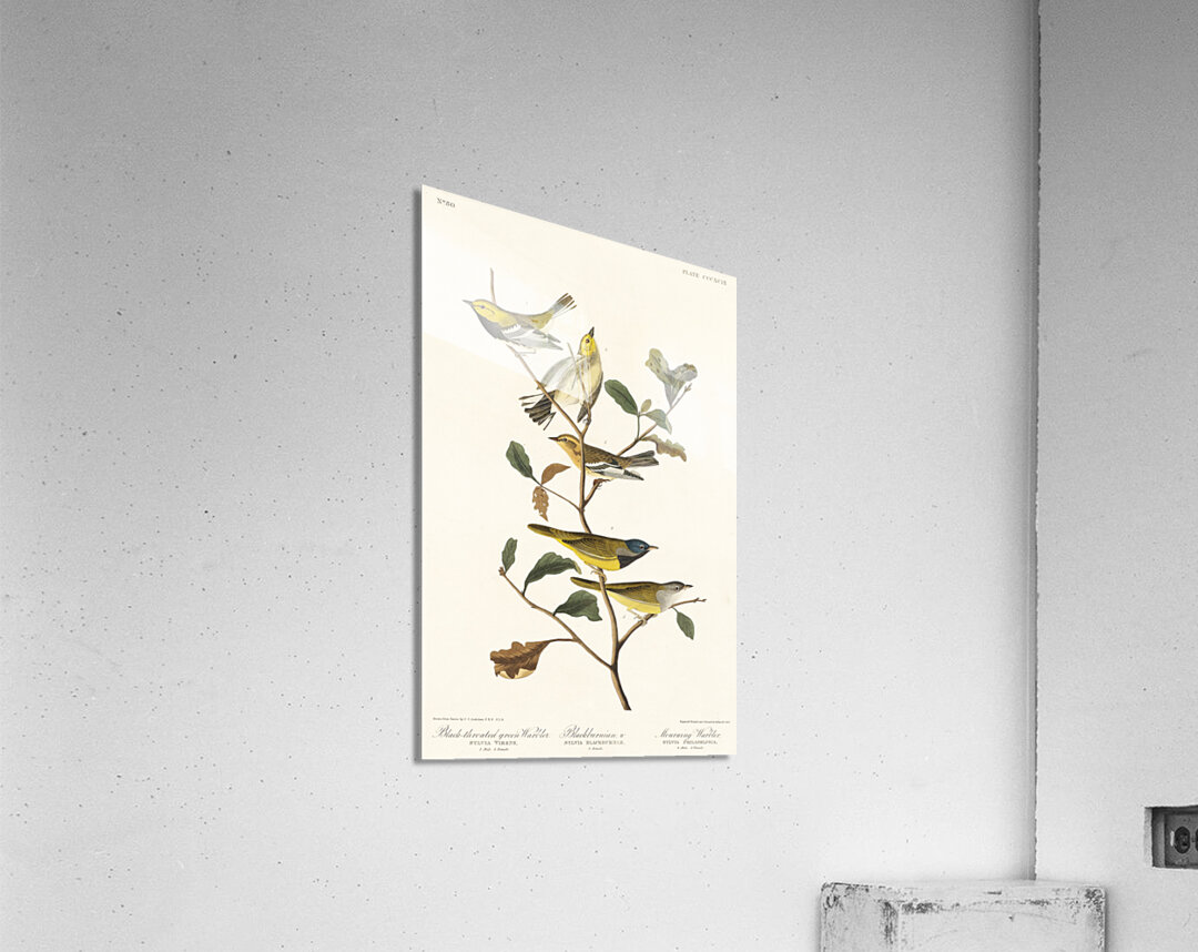 Black-throated green Warbler Blackburnian and Mourning Warbler Acrylic Print